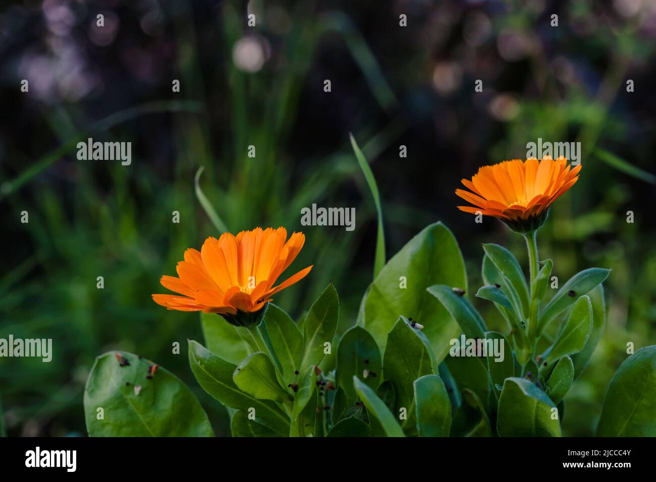Ringelblume (Calendula officinalis) Orangenblüten Stockfoto