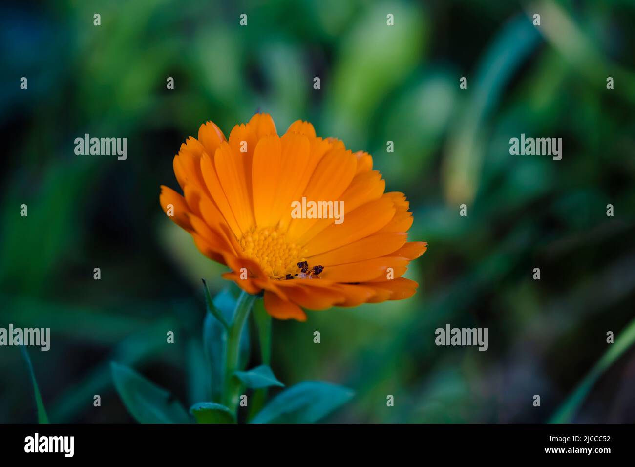 Ringelblume (Calendula officinalis) Orangenblüte Stockfoto