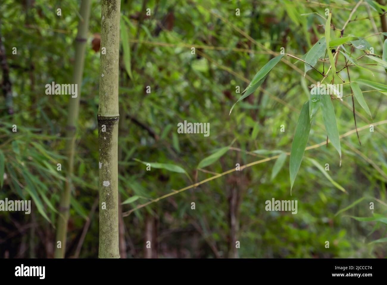 Goldener Bambus (Phyllostachys aurea) grüner Wald Detail Stockfoto
