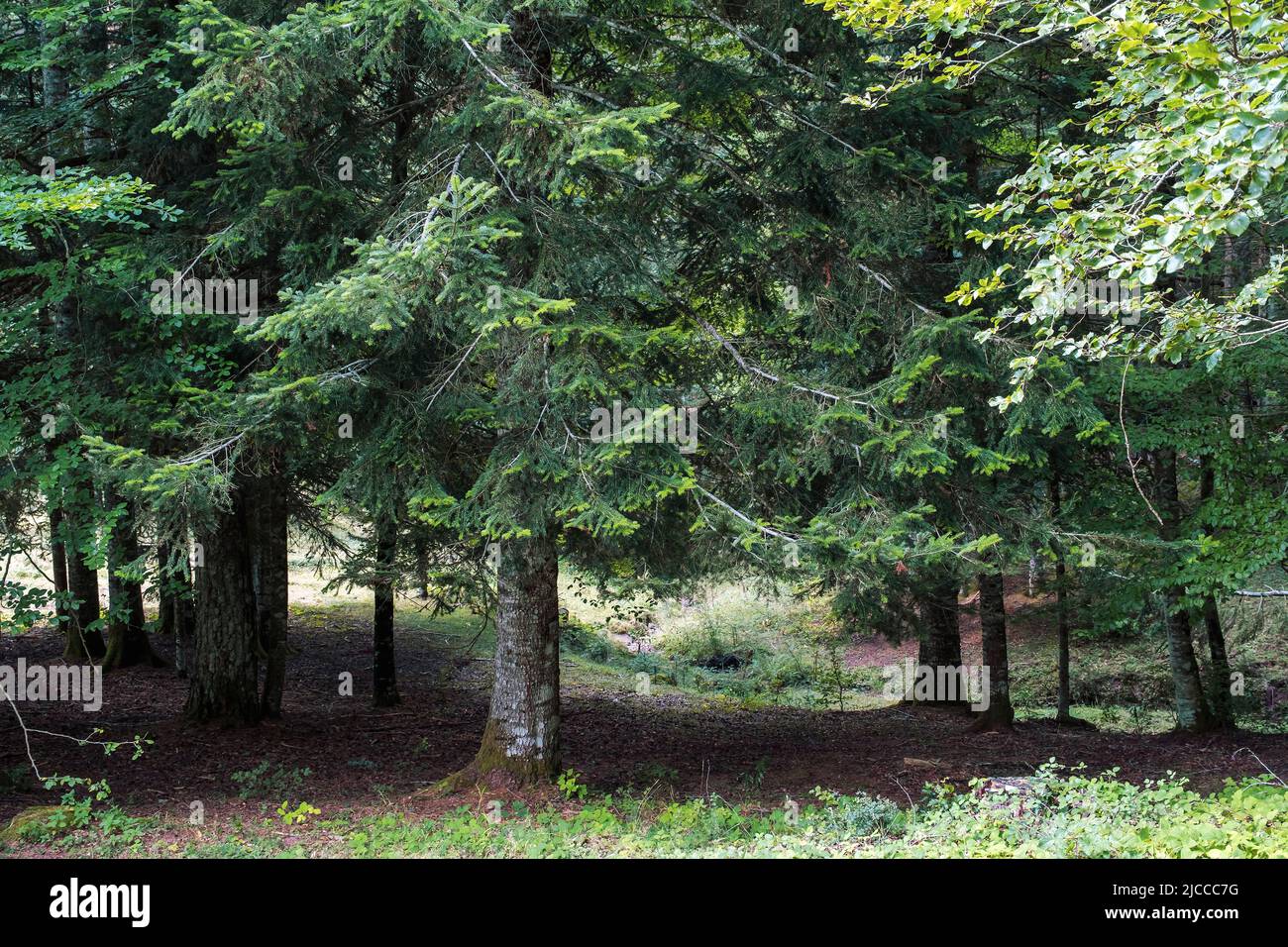 Silbertannen (Abies Alba) im Wald von Oza, Spanien Stockfoto