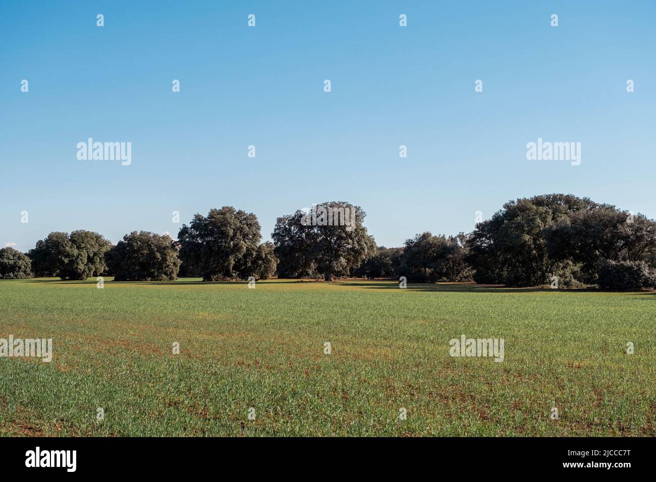 Holm Eichen-Hain und grünes Feld gesät in La Mancha, Spanien Stockfoto