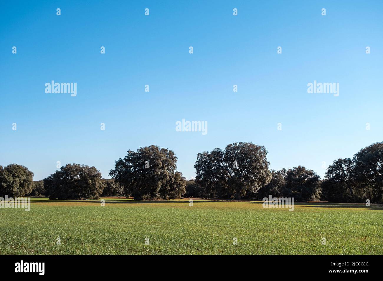 Holm Eichen-Hain und grünes Feld gesät in La Mancha, Spanien Stockfoto