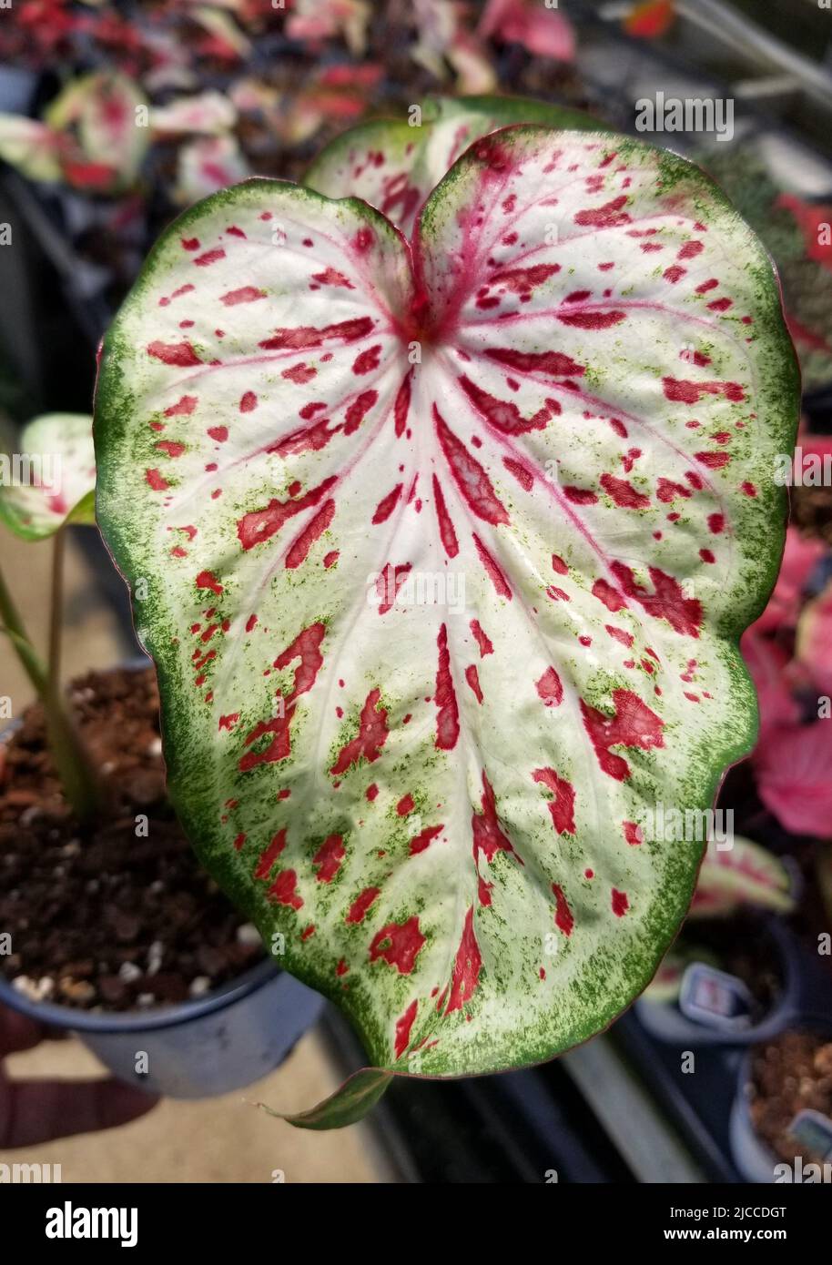 Schönes rotes, grünes und weißes gesprenkeltes Blatt des Caladium Gingerland Stockfoto