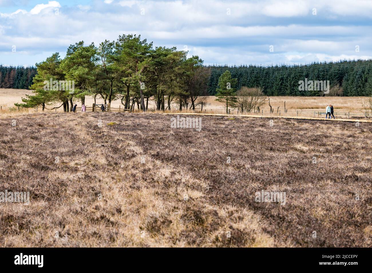 Baumbestand im Blawhorn Moss National Nature Reserve, West Lothian, Schottland, Großbritannien Stockfoto
