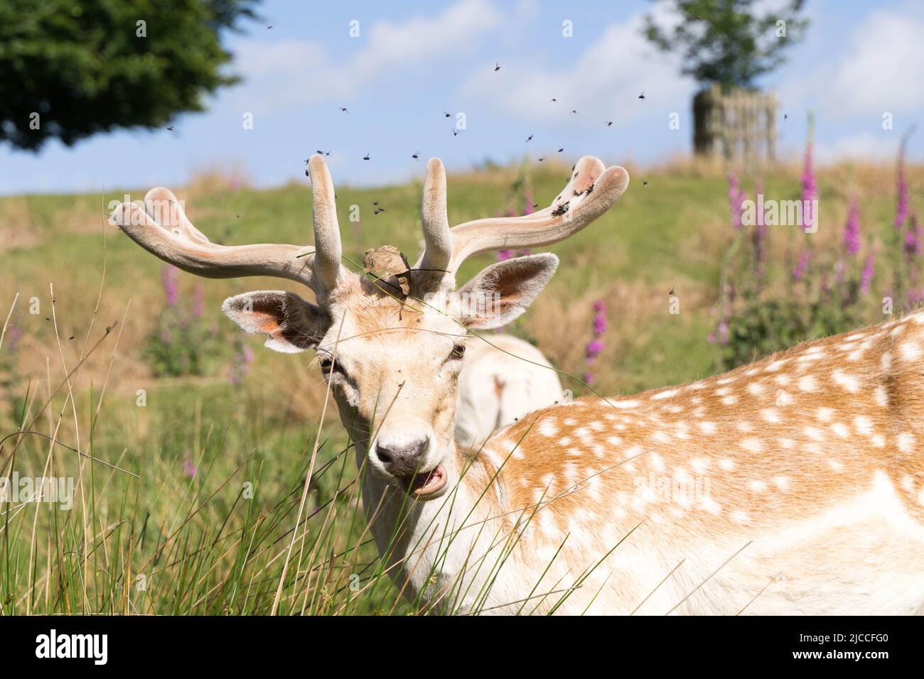 Wilder sika- und Damhirsch in Kent England Stockfoto