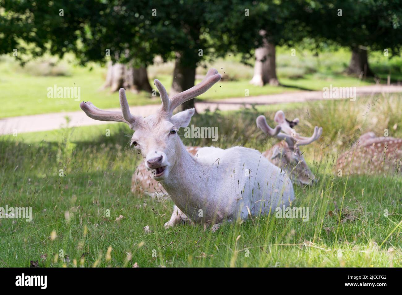 Wilder sika- und Damhirsch in Kent England Stockfoto