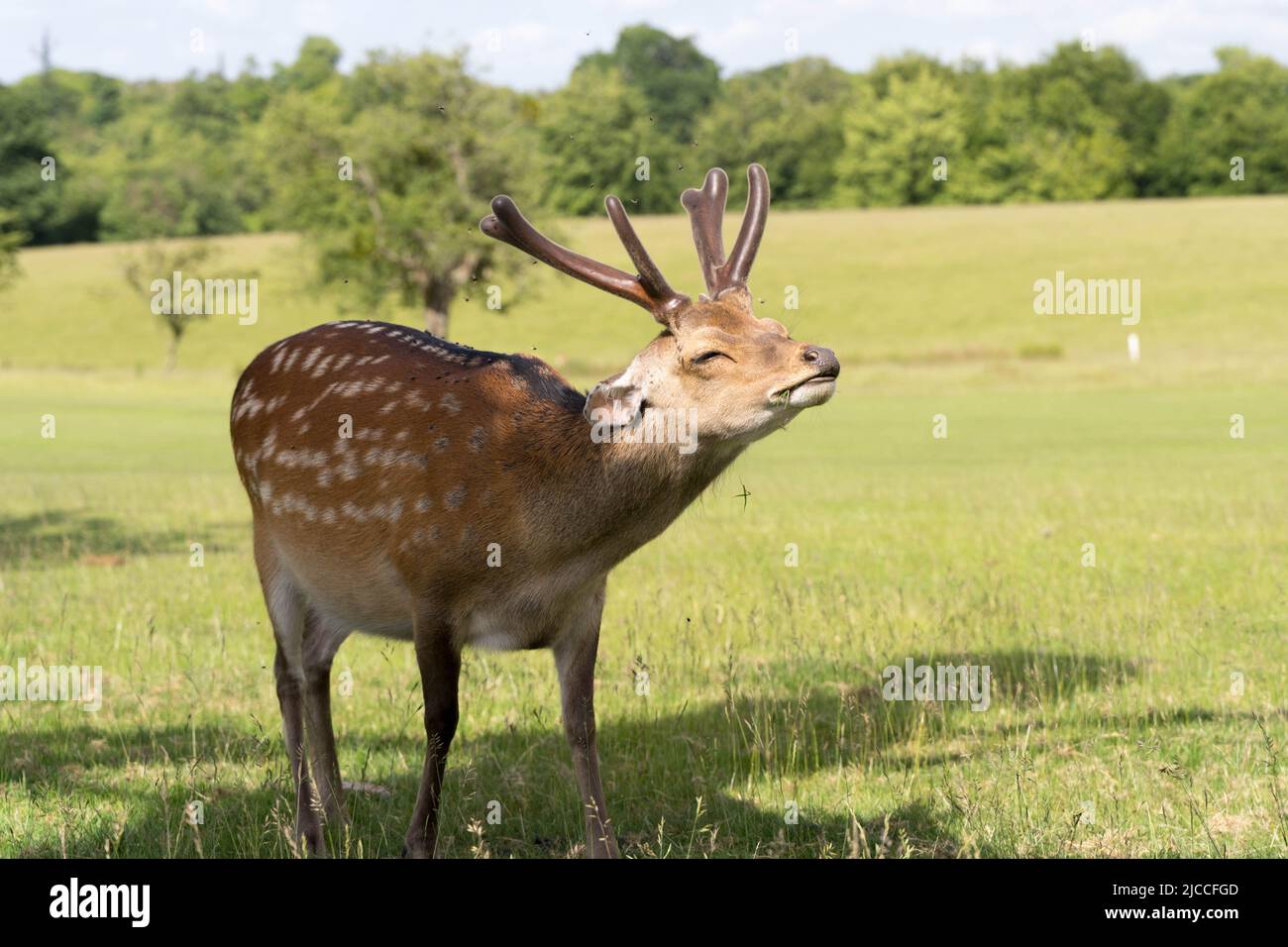 Wilde sika-Hirsche grasen an heißen Sommertagen in Kent England Stockfoto