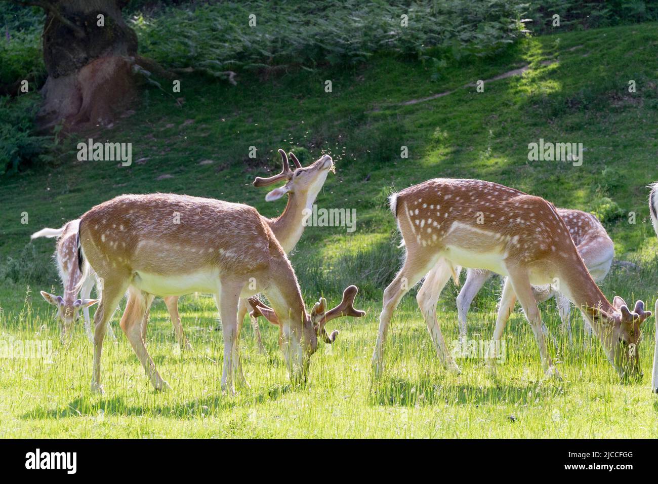 Wilder sika und Damhirsche, die im Sommer in Kent England gemeinsam auf Nahrungssuche gehen Stockfoto