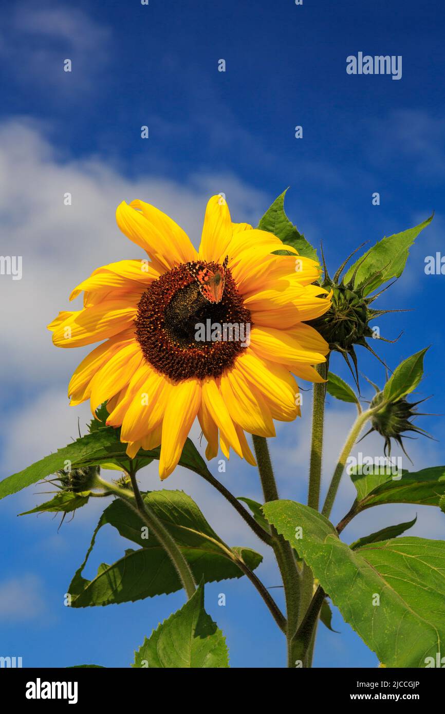 Bunte Sonnenblume (Helianthus spp) mit gemaltem Marienschmetterling im Hauser & Wirth Garden, Bruton, Somerset, England, UK Stockfoto