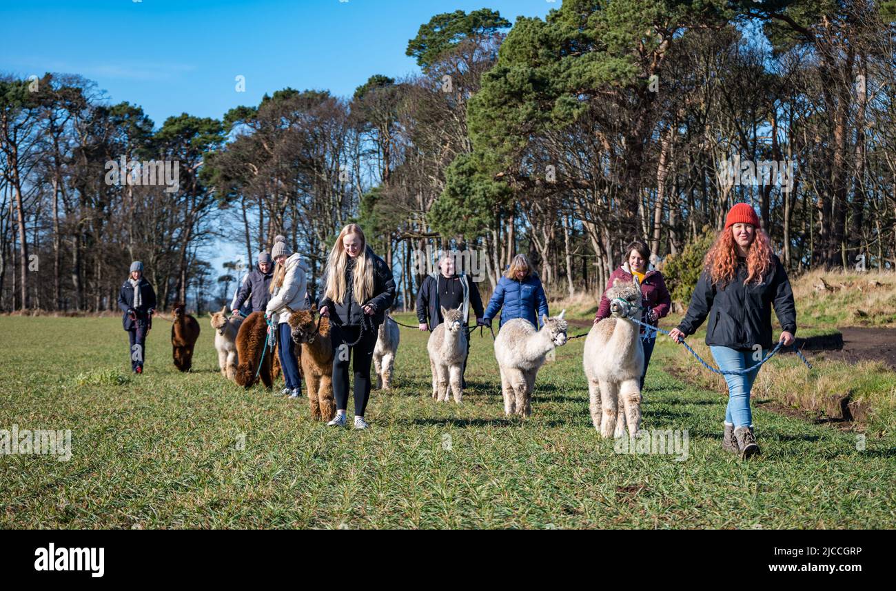 John Muir Alpakas Alpaca Trek mit Leuten, die Alpakas über ein Feld führen, East Lothian, Schottland, Großbritannien Stockfoto