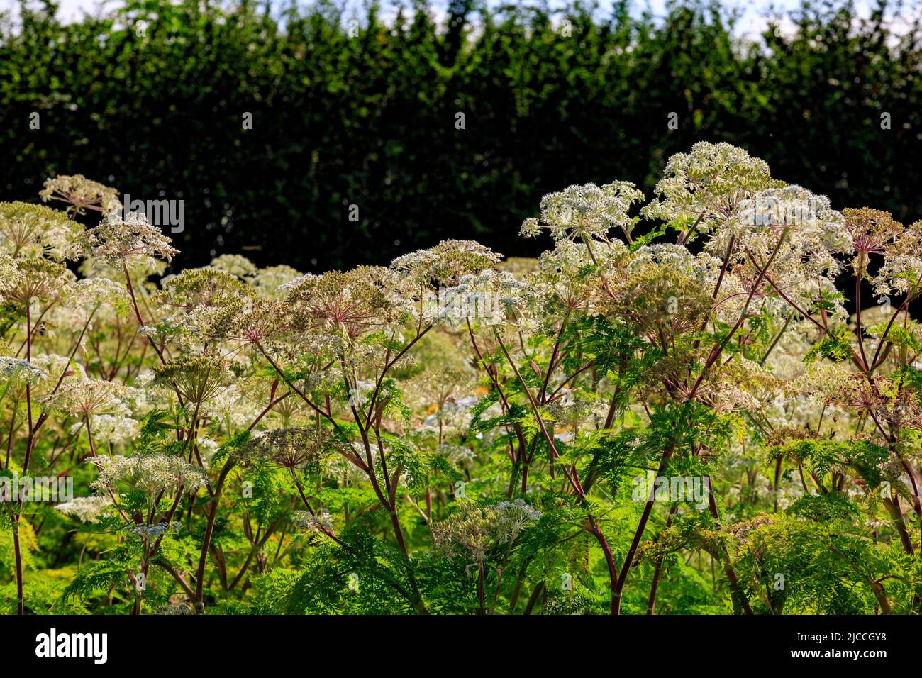 Dekorative Sambucus-Arten im Hauser & Wirth Garden, Bruton, Somerset, England, UK Stockfoto