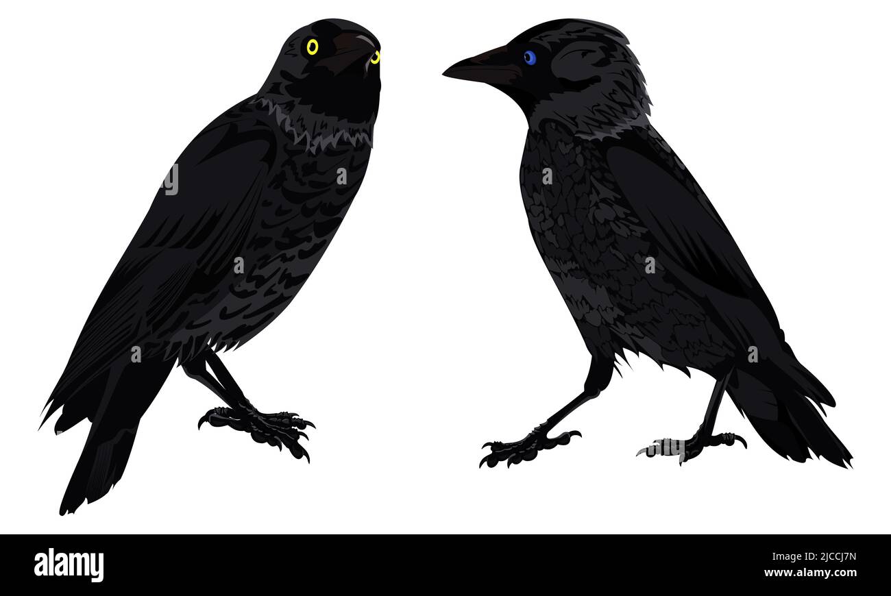 Set aus zwei schwarzen Krähen in verschiedenen Winkeln mit gelben und blauen Augen auf weißem Hintergrund Stock Vektor