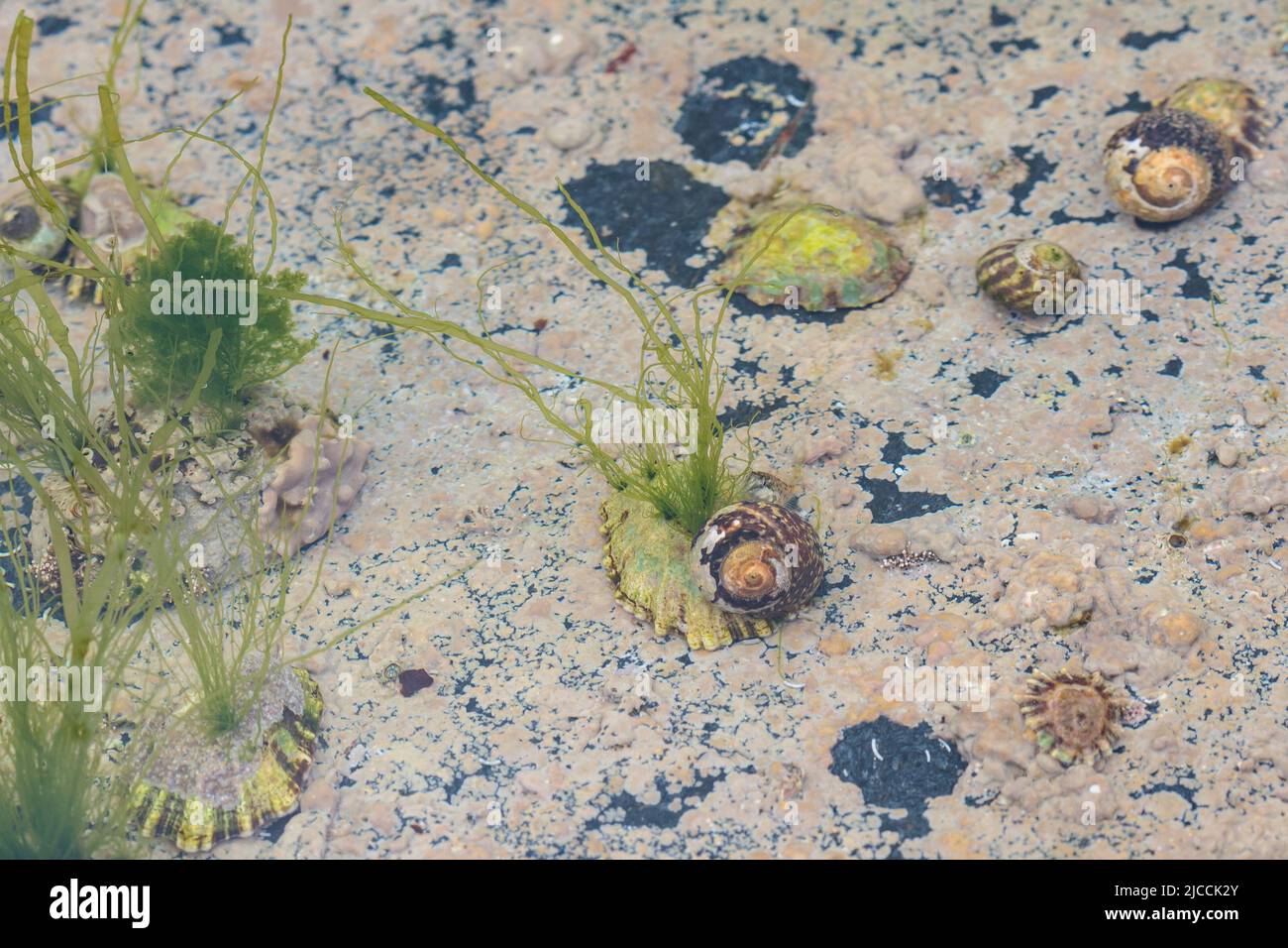 Gezeitenfelsen Pool Flora und Fauna bei der mittleren Gezeitenmarke außerhalb eines kornischen Hafens. Enthält Limpet, Schnecken und andere Wassertiere Stockfoto