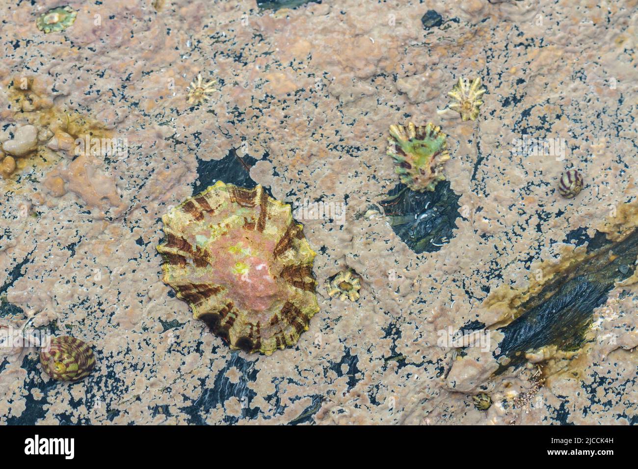 Gezeitenfelsen Pool Flora und Fauna bei der mittleren Gezeitenmarke außerhalb eines kornischen Hafens. Enthält Limpet, Schnecken und andere Wassertiere Stockfoto