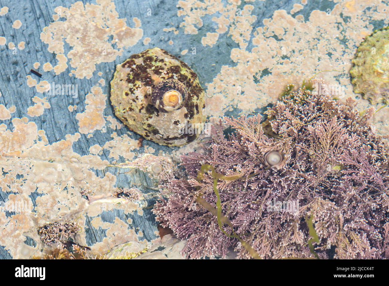 Gezeitenfelsen Pool Flora und Fauna bei der mittleren Gezeitenmarke außerhalb eines kornischen Hafens. Enthält Limpet, Schnecken und andere Wassertiere Stockfoto