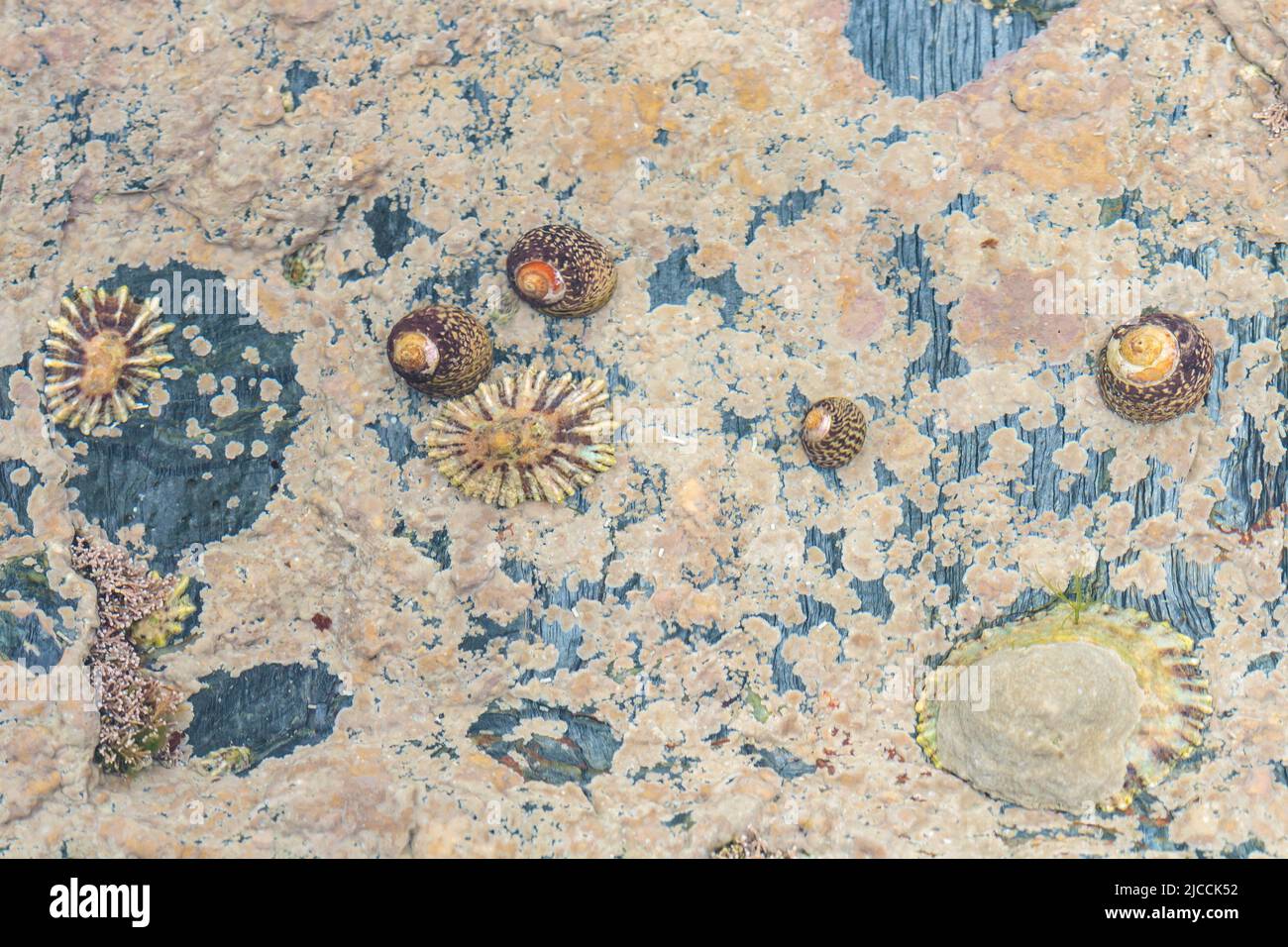 Gezeitenfelsen Pool Flora und Fauna bei der mittleren Gezeitenmarke außerhalb eines kornischen Hafens. Enthält Limpet, Schnecken und andere Wassertiere Stockfoto