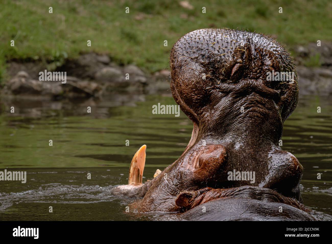 Nilpferd im Wasser. Porträt des Flusspferdes amphibisch mit offenem Mund. Hippo. Gewöhnlicher Nilpferd. Flusspferd. Ärgerliche Schreie. Stockfoto