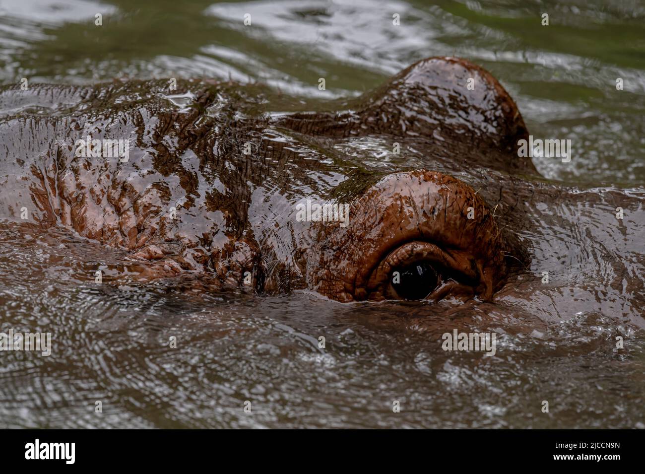 Nilpferd im Wasser. Porträt des Hippopotamus amphibisch. Hippo. Gewöhnlicher Nilpferd. Flusspferd. Schönheit in der Natur. Stockfoto