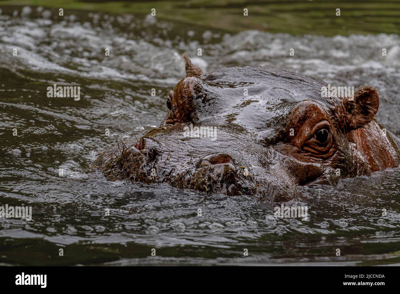 Nilpferd im Wasser. Porträt des Hippopotamus amphibisch. Hippo. Gewöhnlicher Nilpferd. Flusspferd. Schönheit in der Natur. Stockfoto