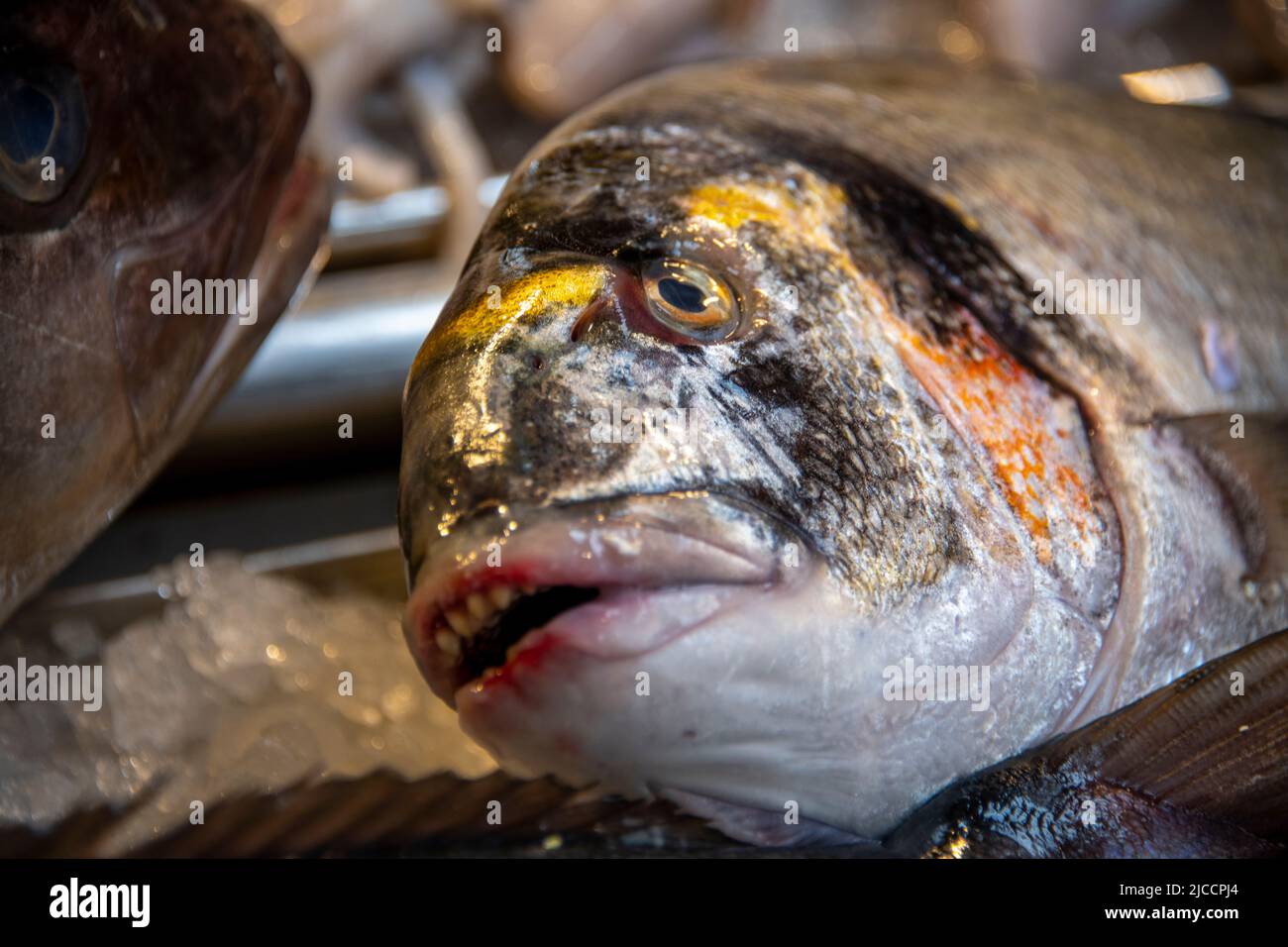 Detailansicht von Meeresfrüchten auf dem zentralen Fischmarkt Stockfoto