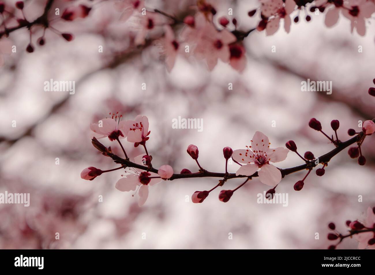 Kirschpflaume (Prunus cerasifera) rosa Blüten blühen Stockfoto