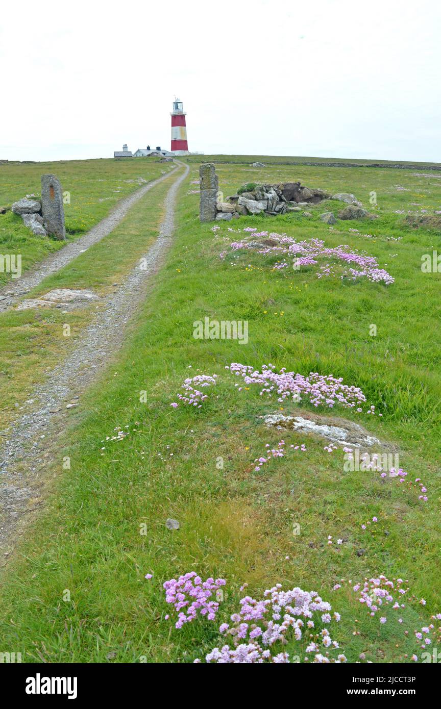 Bardsey Island Leuchtturm und blühender Thrift Stockfoto