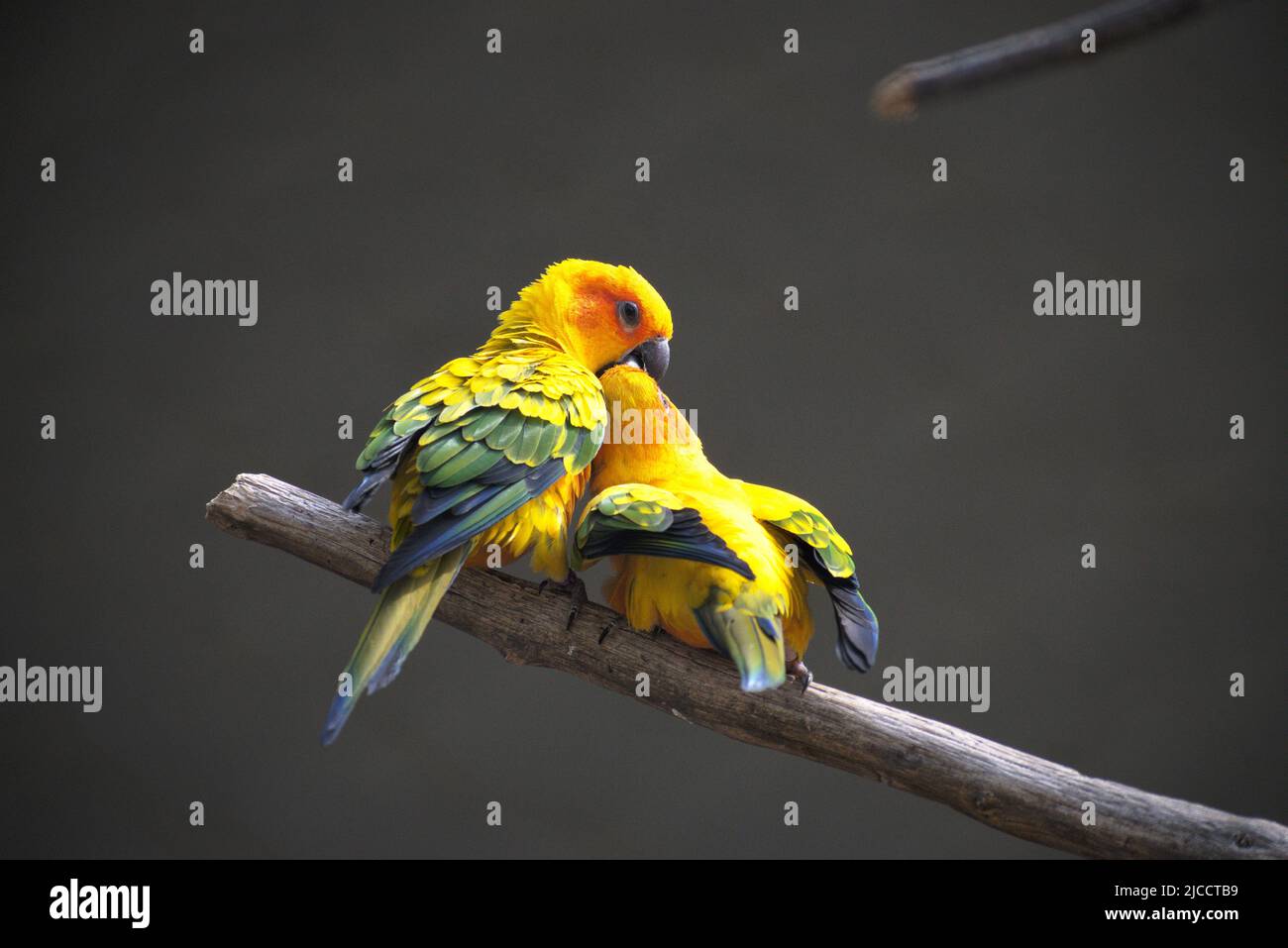 Zwei lieben Vögel küssen Stockfoto