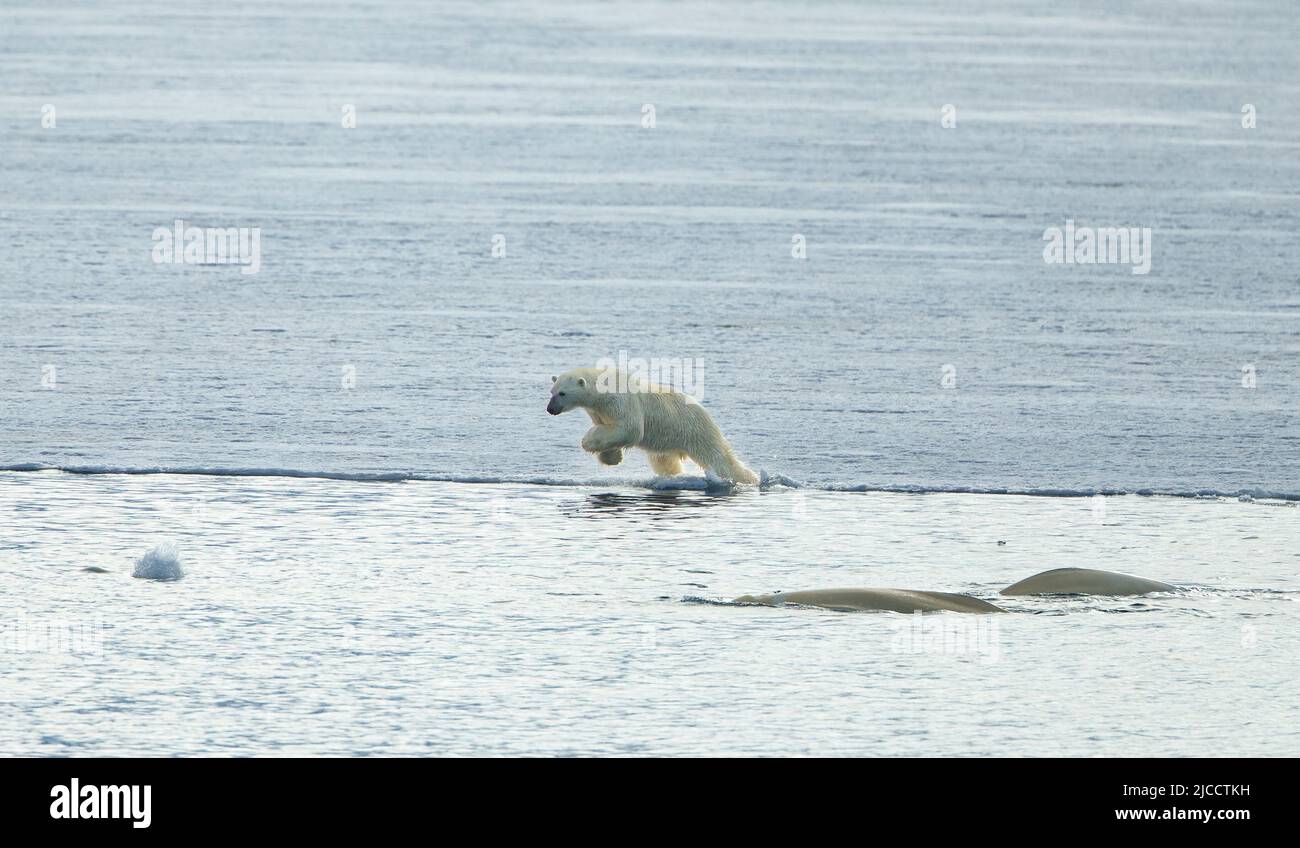Eisbär (Ursus maritimus) springt in den Ozean, während er Beluga-Wale (Delphinapterus leucas) jagt Stockfoto