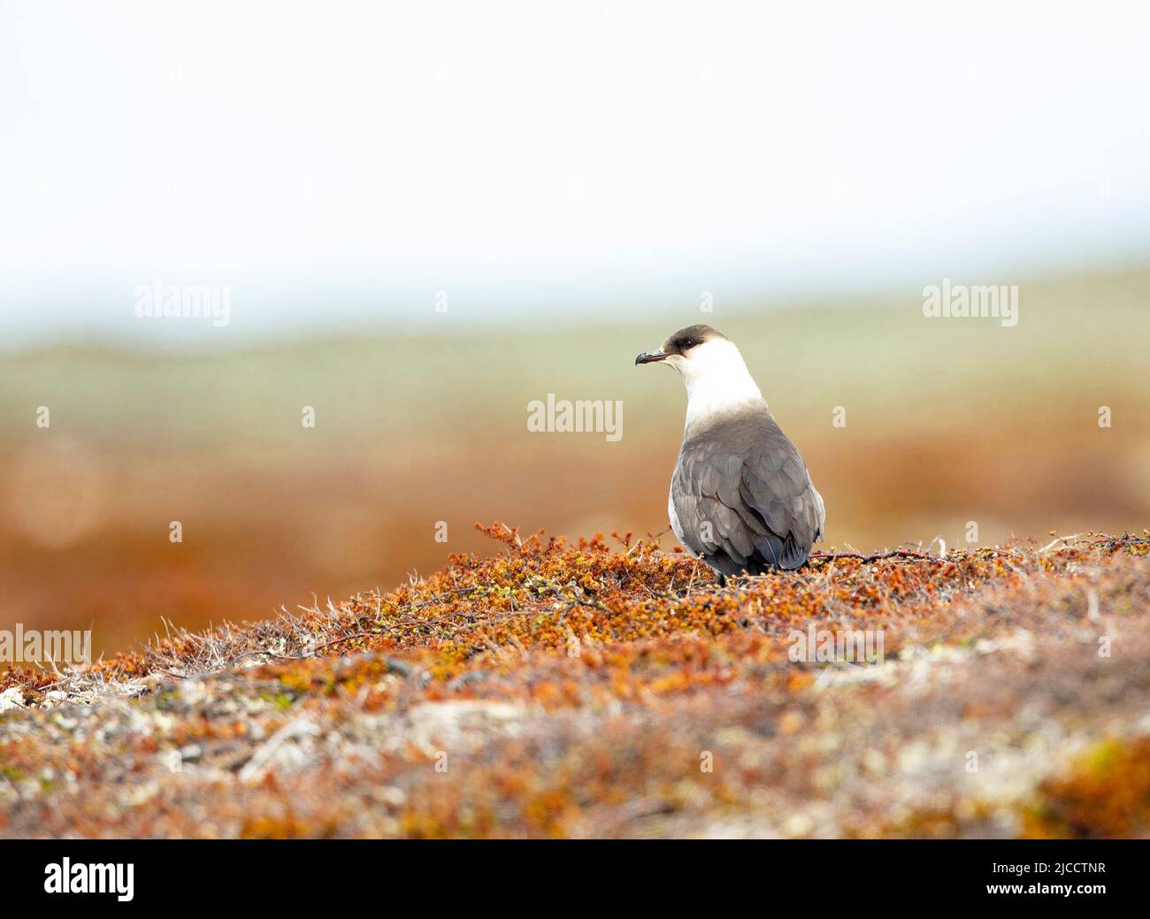 Parasitärer Jaeger oder Arctic Skua, arktischer Jeager (Stercorarius parasiticus) Stockfoto