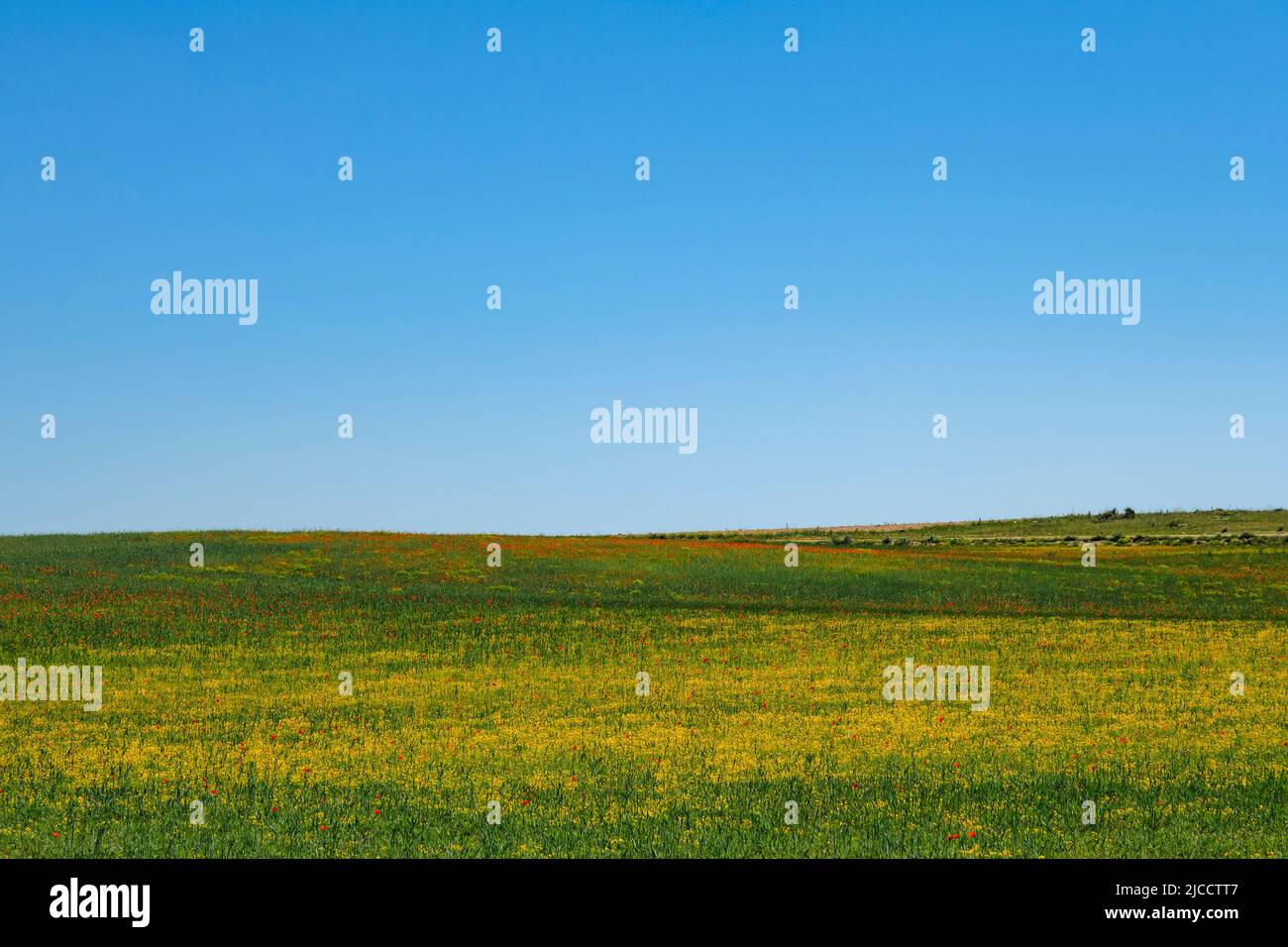 Bunte wilde Blumen blühen in den Frühlingswiesen, blauer Himmel Hintergrund Stockfoto
