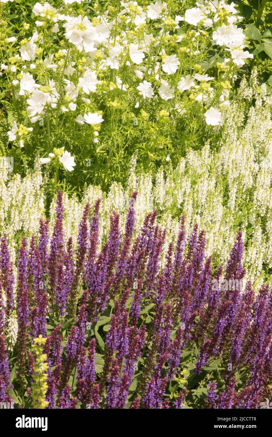 Lila weiß, Garten, Wiesenweide, Salvia nemorosa, Malva moschata Alba, Malva Alba Salvias Stockfoto