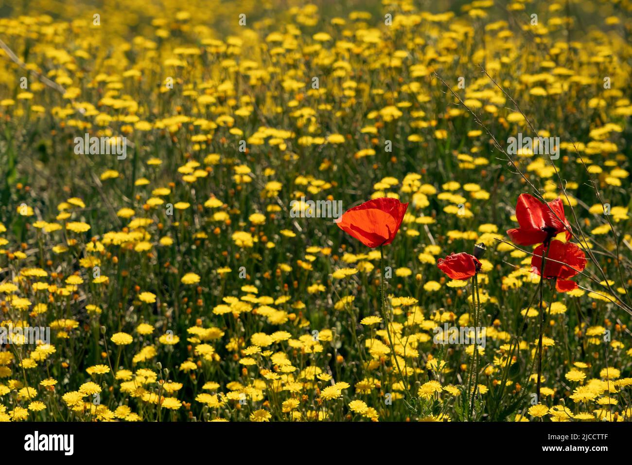 Im Frühling blühen wilde Frühlingsblumen, rote Mohnblumen (Papaver Rhoeas) und gelber, glatter Weißbart (Crepis capillaris) Stockfoto