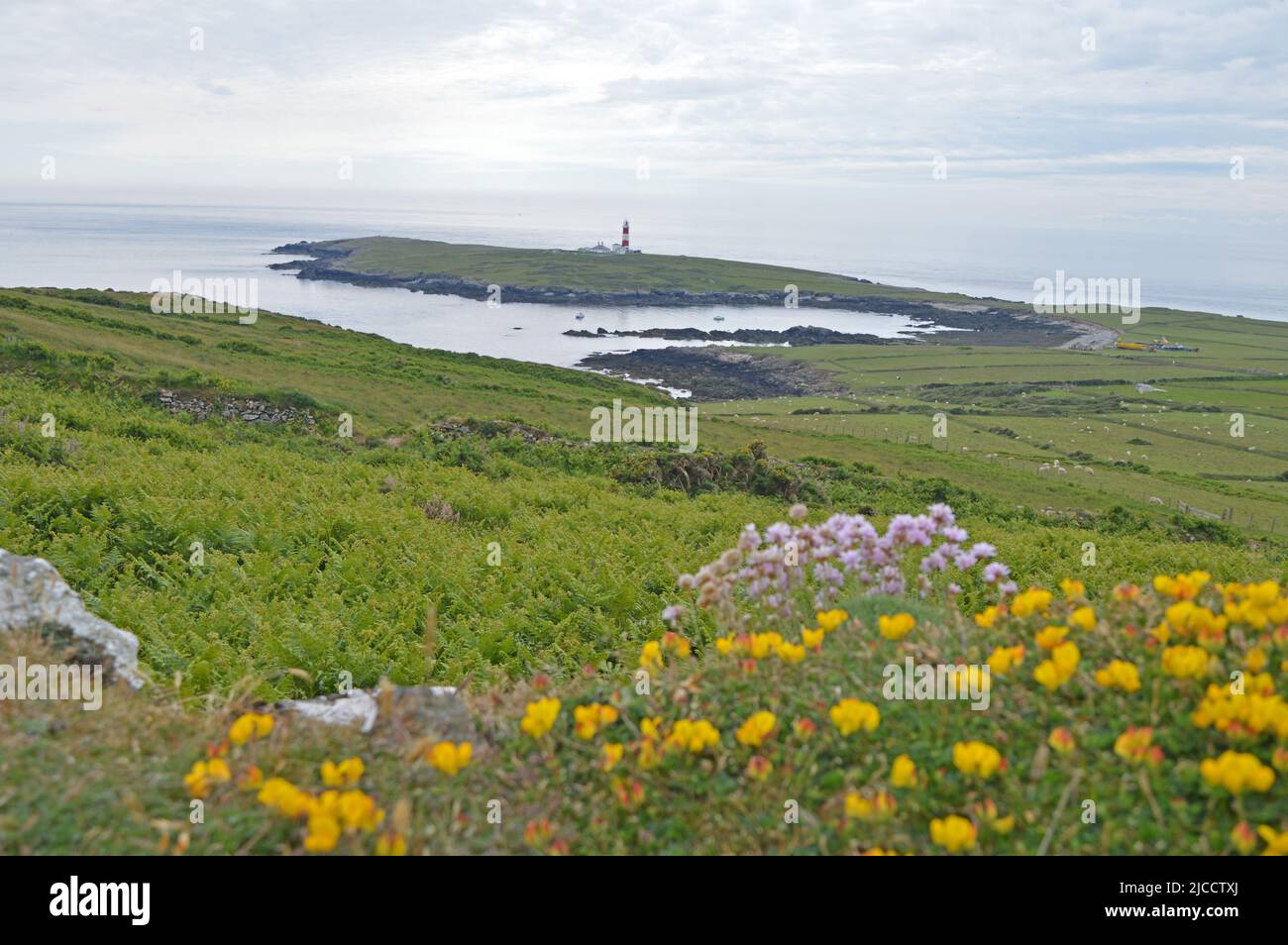Bardsey Island Leuchtturm und blühender Thrift Stockfoto