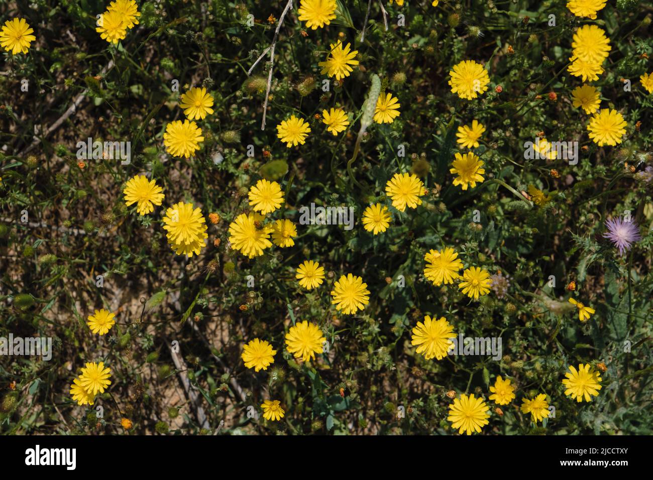 Gelbe Blüten mit glattem Weißbart (Crepis capillaris) Stockfoto