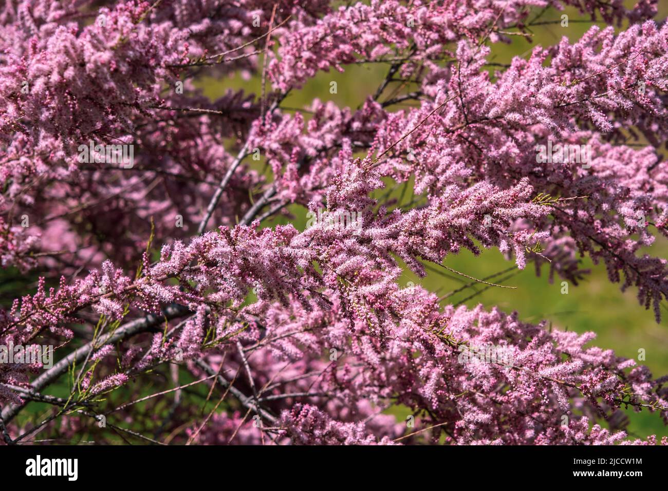 Tamarix chinensis oder chinesische tamarix rosa Blüten blühen im Frühling Stockfoto