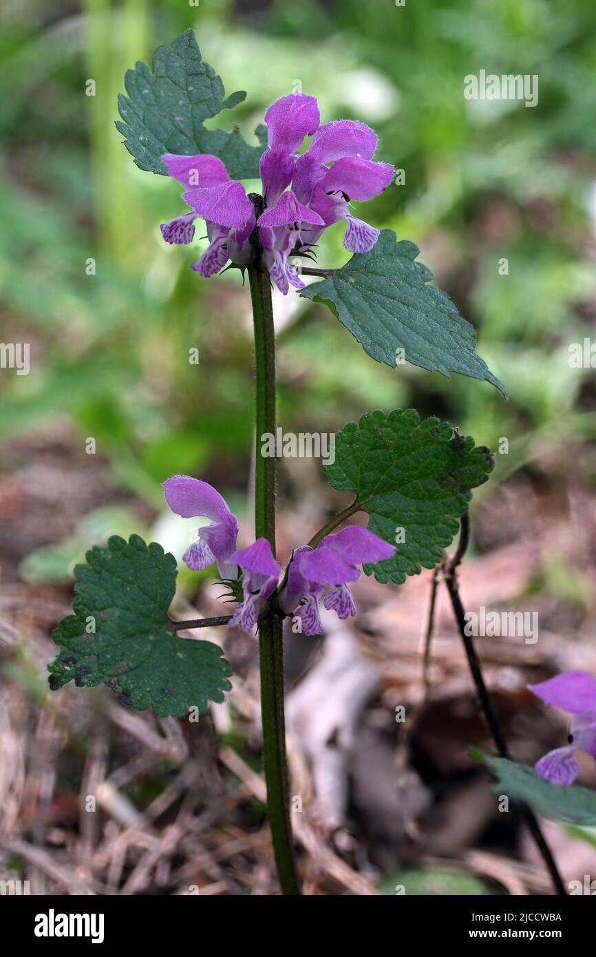 Blühende, lila gefärbte Blume rote Totennessel - Lamium pureum in einem botanischen Garten, Litauen Stockfoto