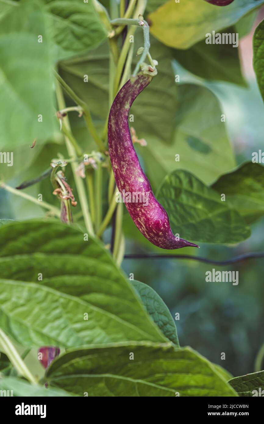 Runner Beans Phaseolus coccineus Pflanze mit reifen lila farbigen Schoten und grünem Laub Stockfoto