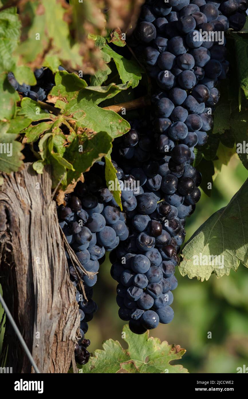 Vitis vinifera Weinbereitung Weinberg Weinreben reife dunkelblaue Früchte in der Erntezeit Stockfoto