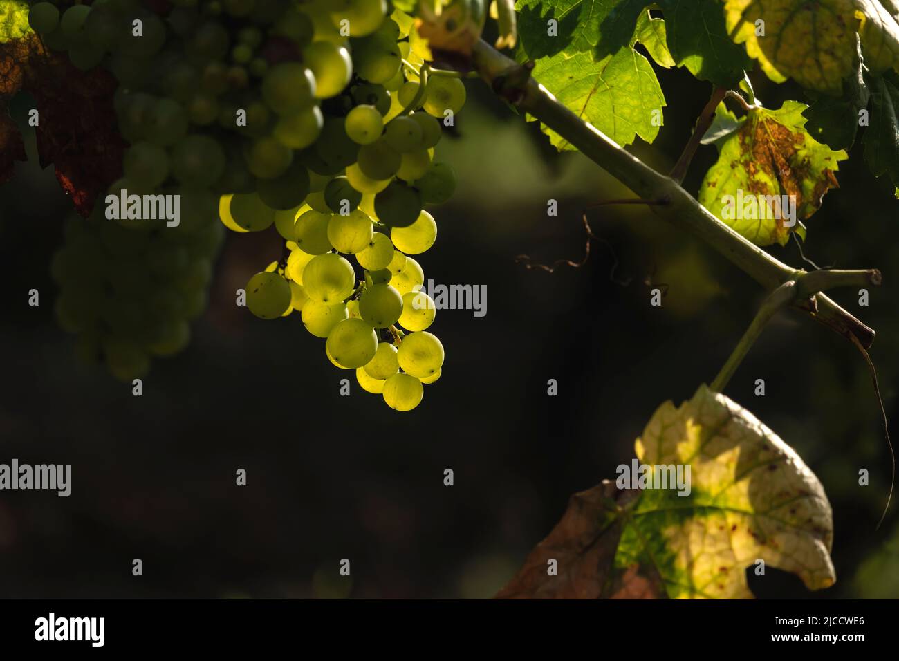 Ein Haufen weißer Weinreben, grüne Früchte, Hintergrundbeleuchtung und dunkler Kopierraum Stockfoto