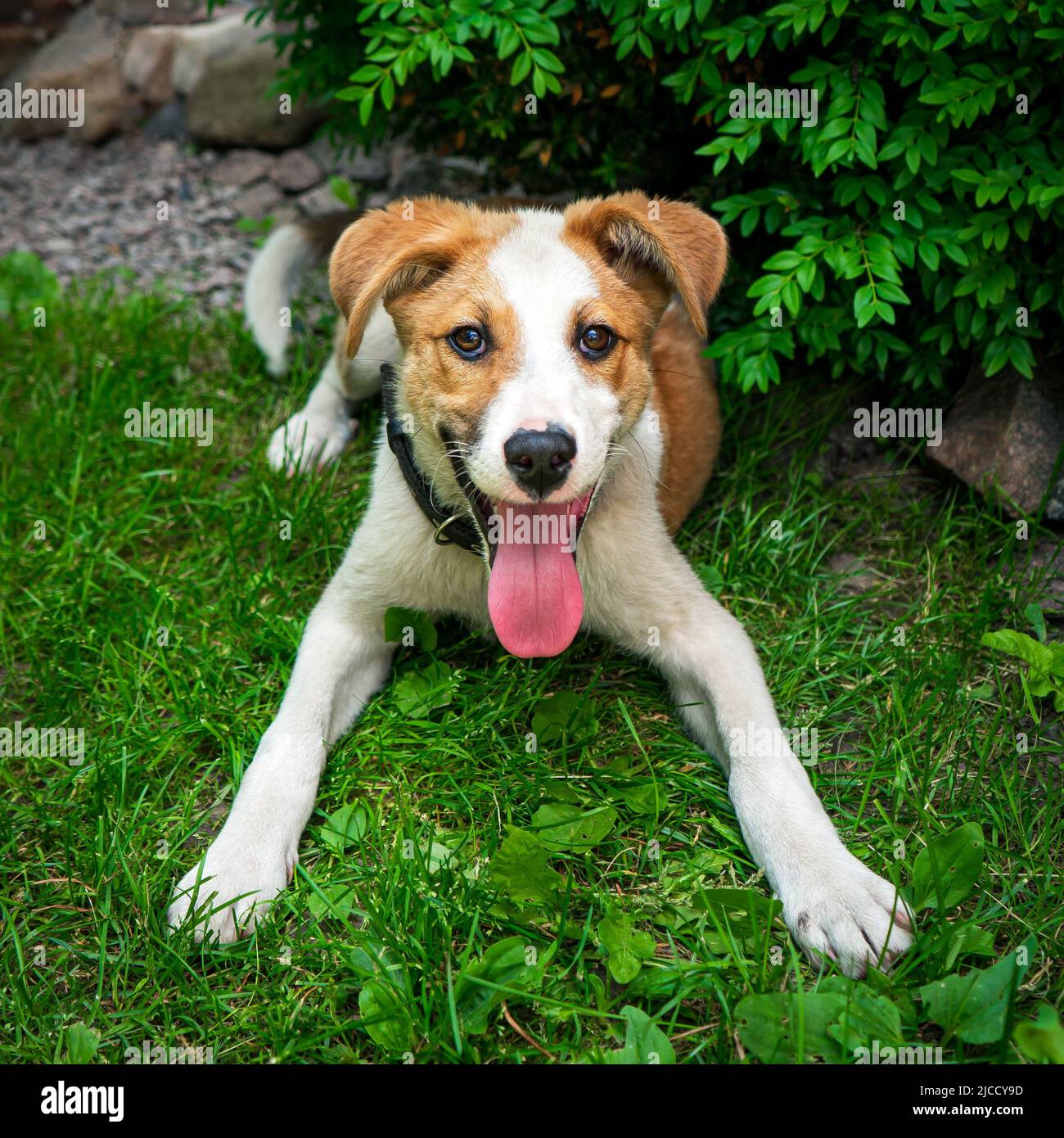 Fröhlich fröhlich fröhlich glücklich Welpen in der Natur. Stockfoto