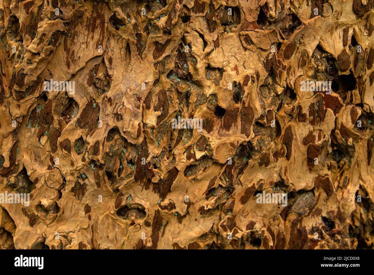 Riesige Rotholz (Sequoiadendron giganteum) Rindenstruktur aus nächster Nähe Stockfoto