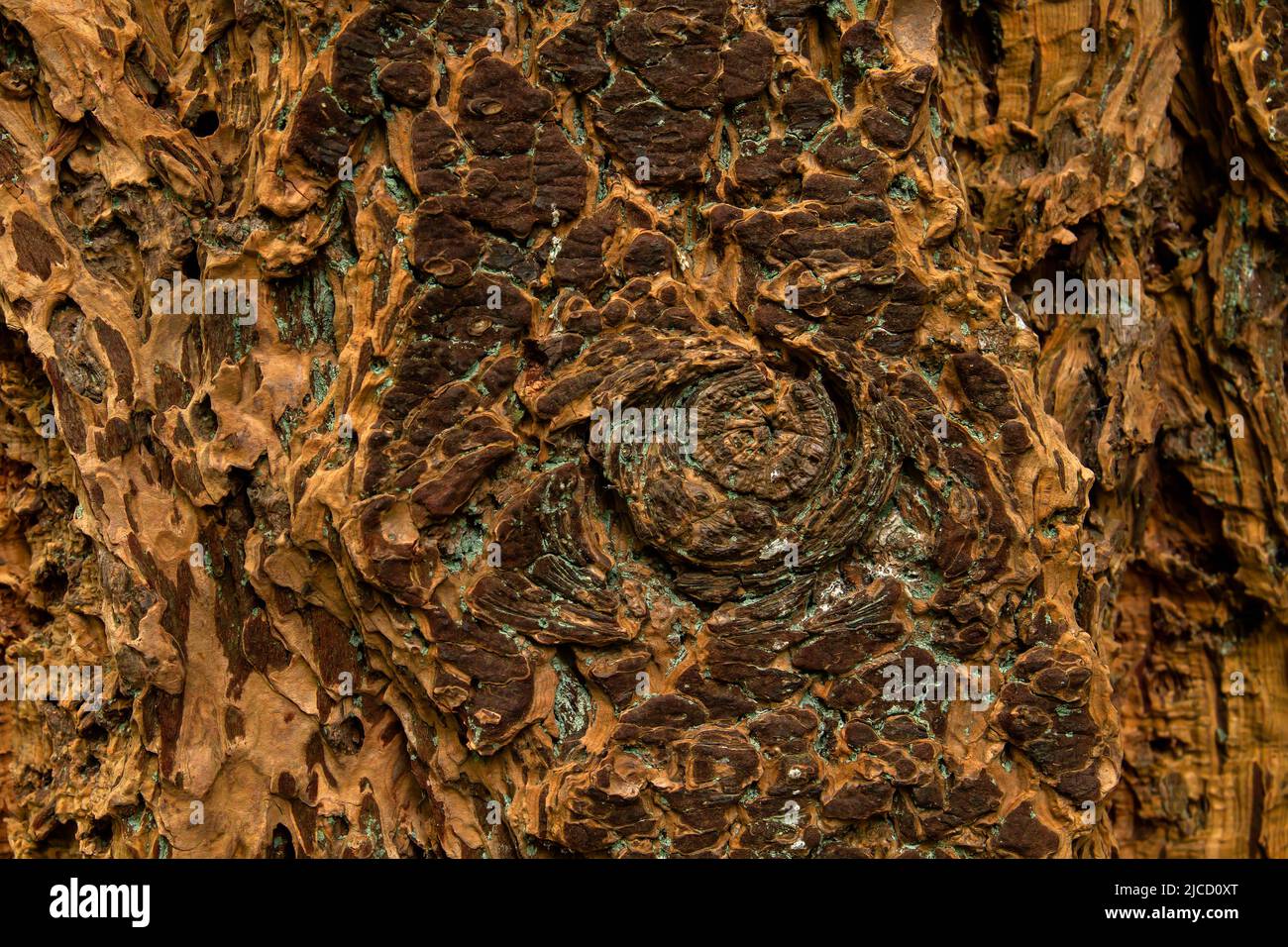 Riesige Rotholz (Sequoiadendron giganteum) Rindenstruktur mit Knoten Stockfoto