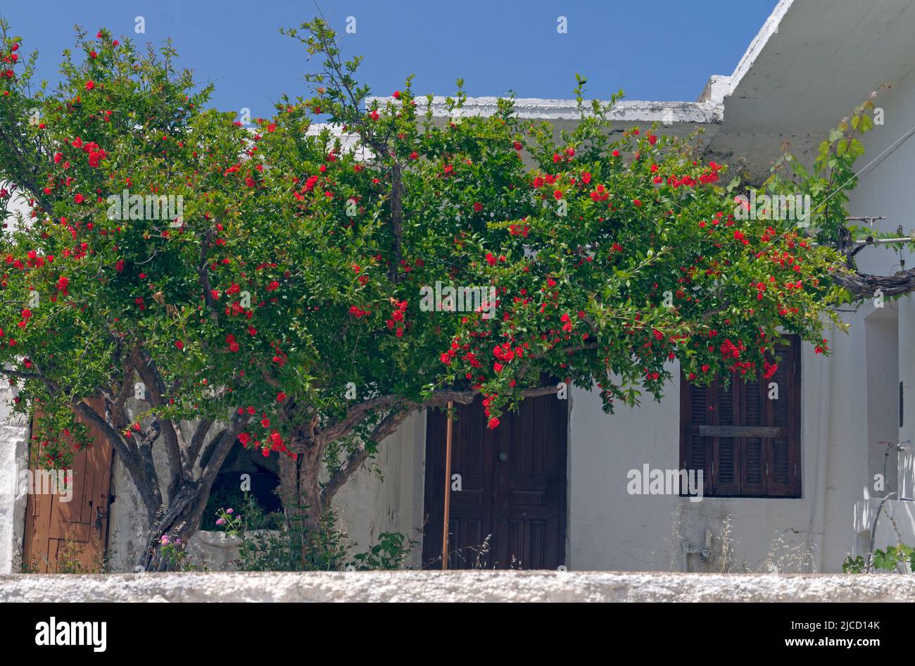 Blick auf ein von Bäumen verborgenes Haus im Bergdorf Megalo Chorio, Tilos, Dodekanese, Rhodos, Griechenland. Mai 2022. Frühling Stockfoto
