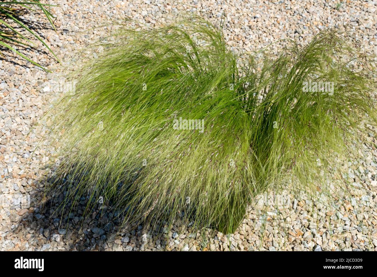 Gras wächst aus Kies, Garten trocken Ort Stipa pulcherrima Goldene Feder Gras Stockfoto