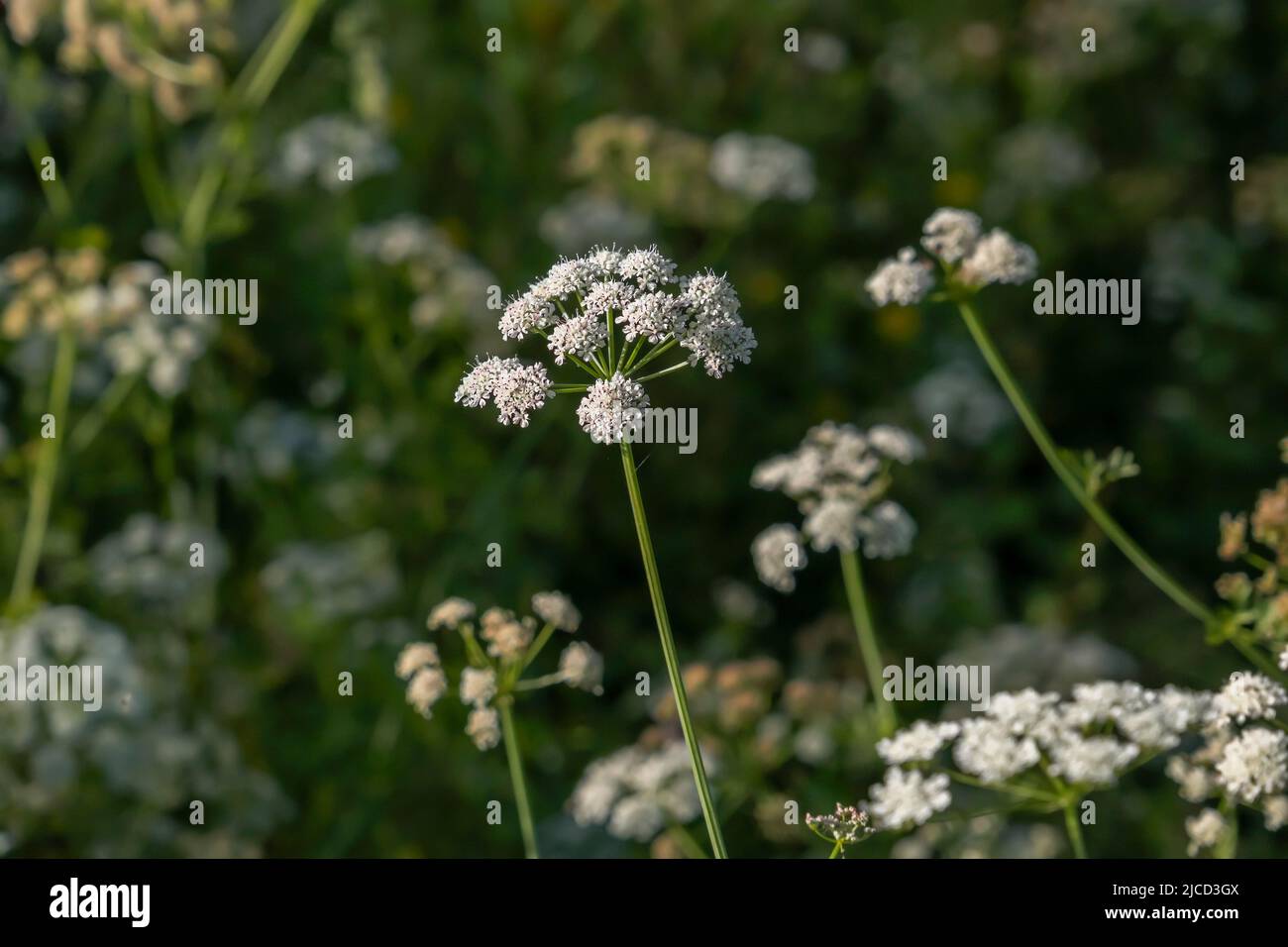 Hemlock-Wassertropfwort (Oenanthe crocata) giftige Pflanze weiß blühende Blüten Stockfoto