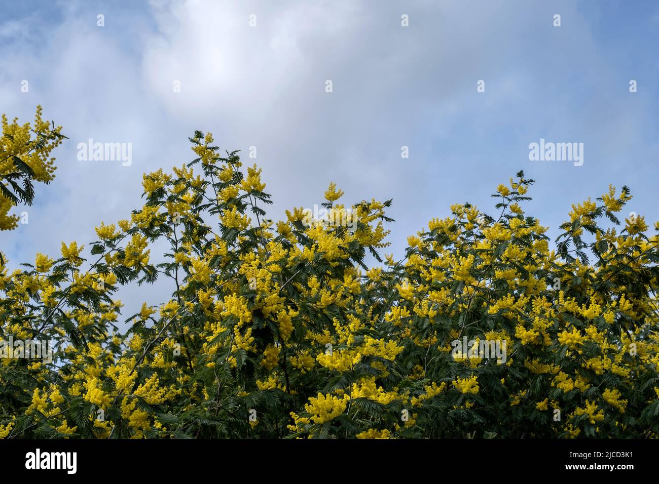 Akazie dealbata Silber wattle gelbe Blüten blühen Stockfoto