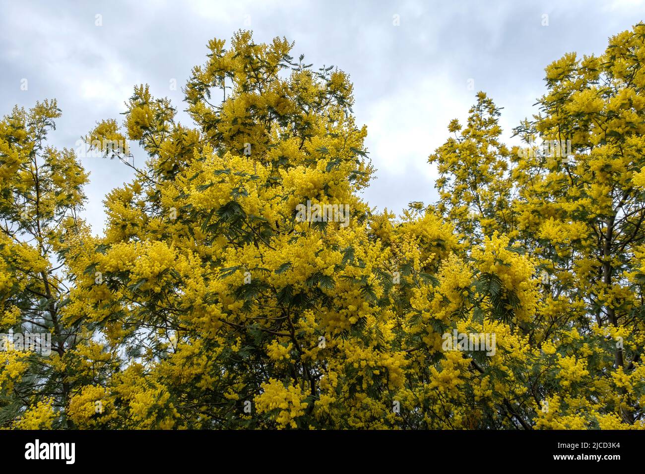 Akazie dealbata Silber wattle gelbe Blüten blühen Stockfoto