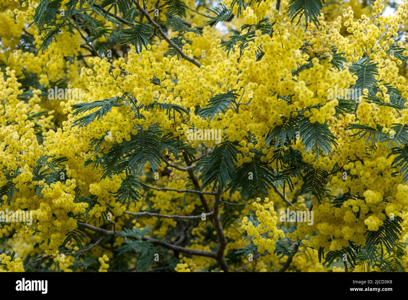 Akazie dealbata Silber wattle gelbe Blüten blühen Stockfoto