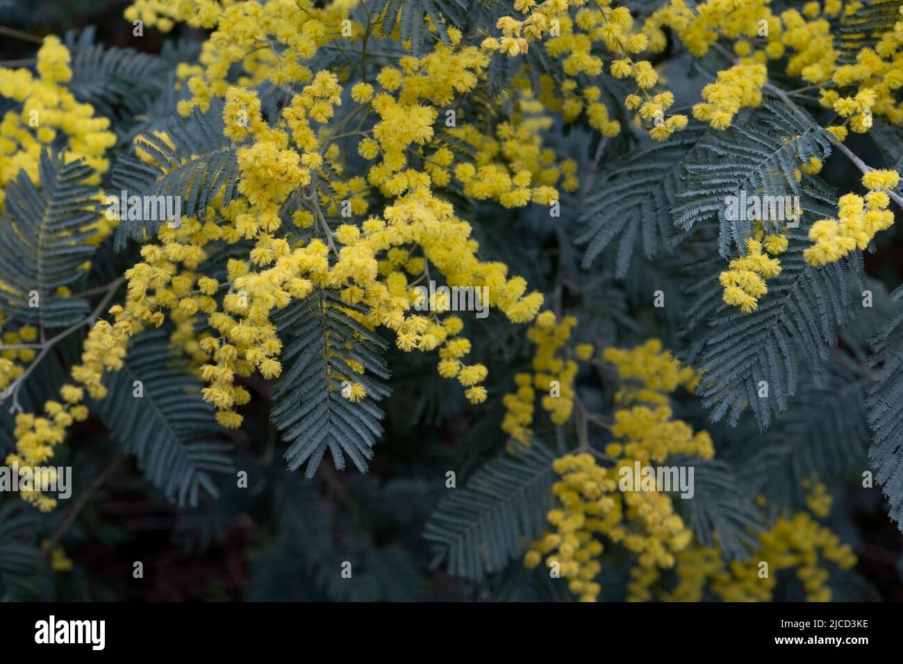 Akazie dealbata Silber wattle gelbe Blüten blühen Stockfoto