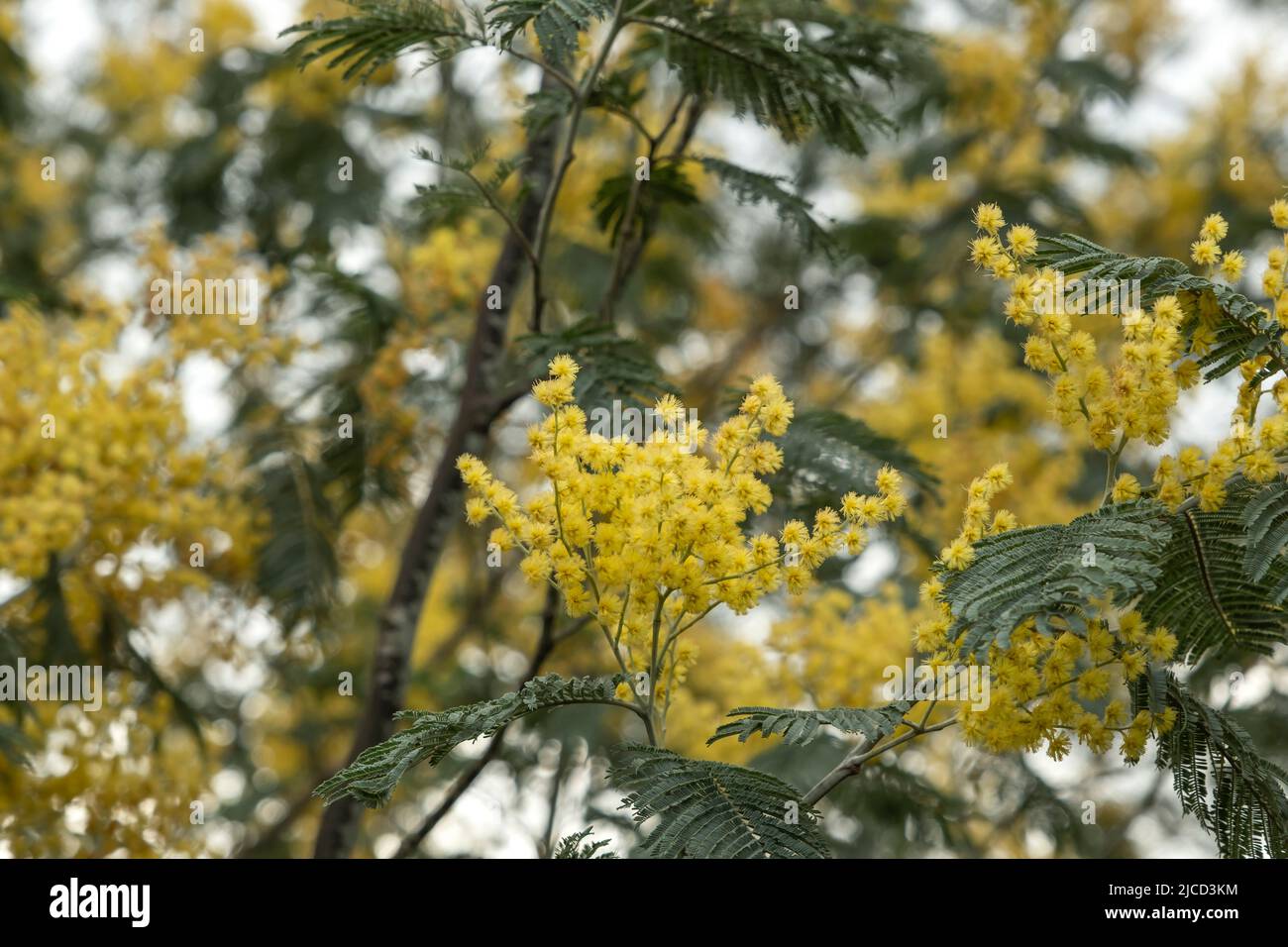 Akazie dealbata Silber wattle gelbe Blüten blühen Stockfoto
